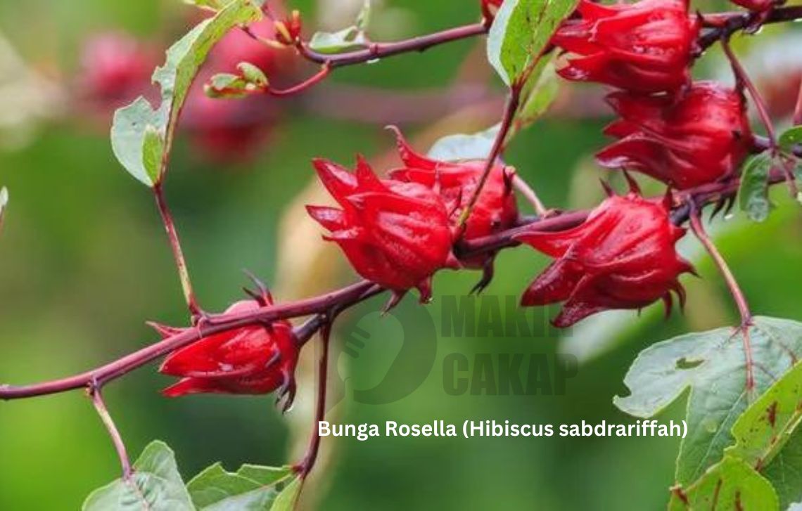 minuman-tradisional-herbal-bunga-rosella