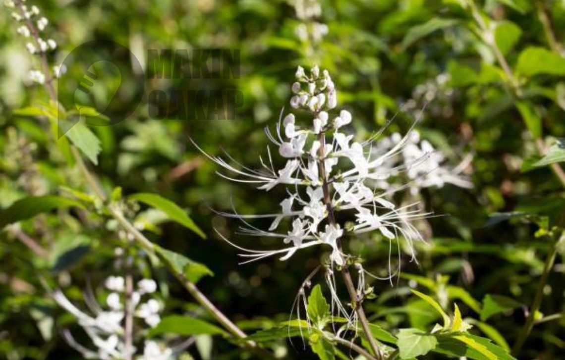 minuman-tradisional-herbal-kumis-kucing
