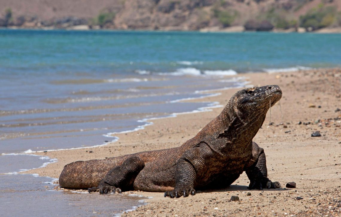 taman-nasional-komodo